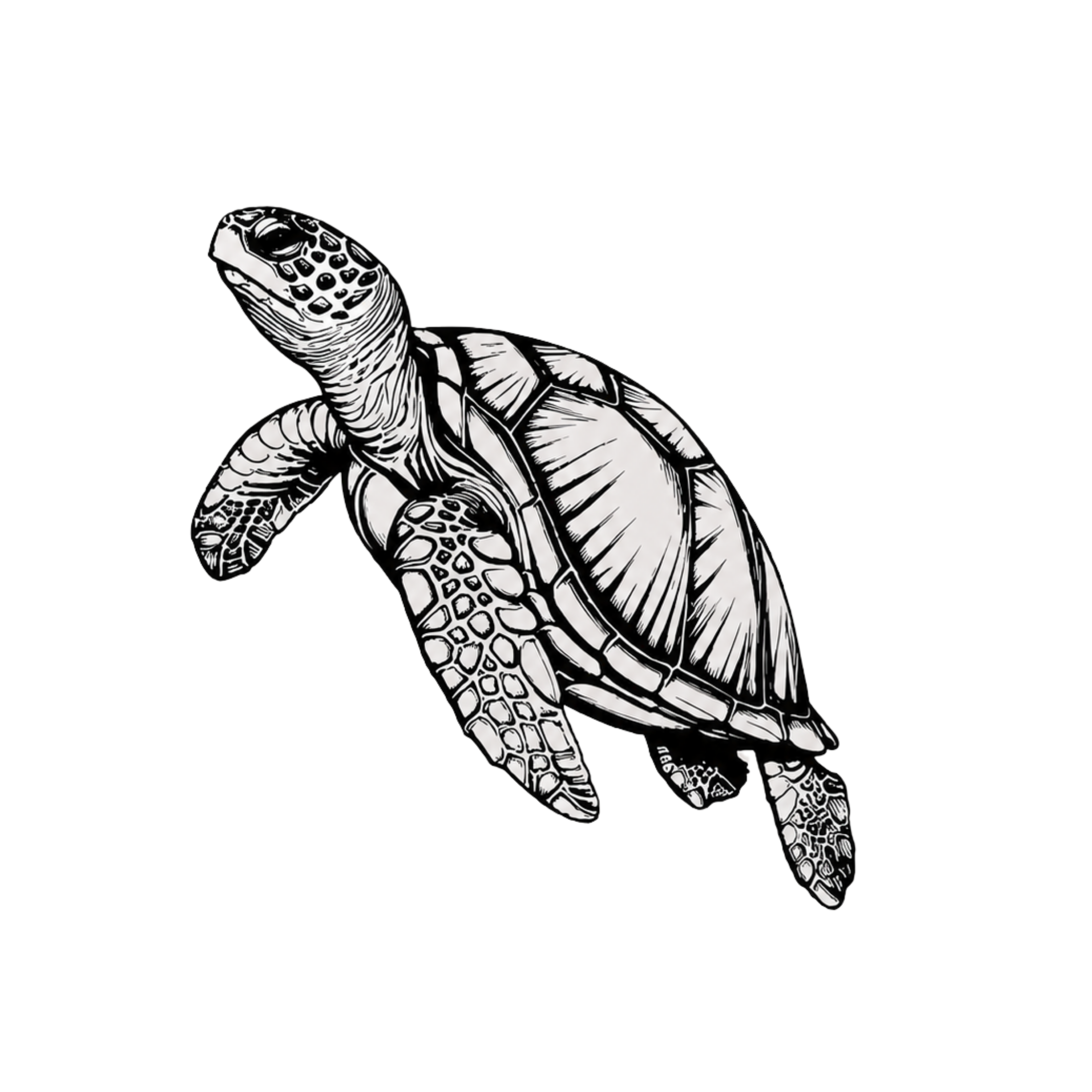 Sea Turtle