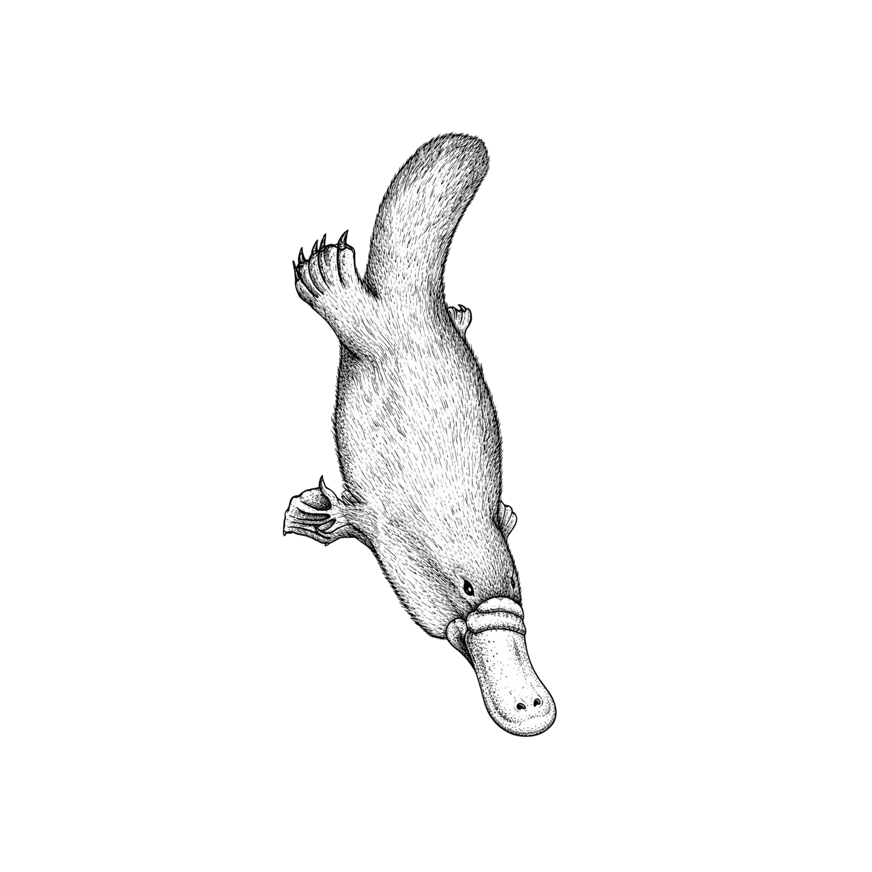 Perry