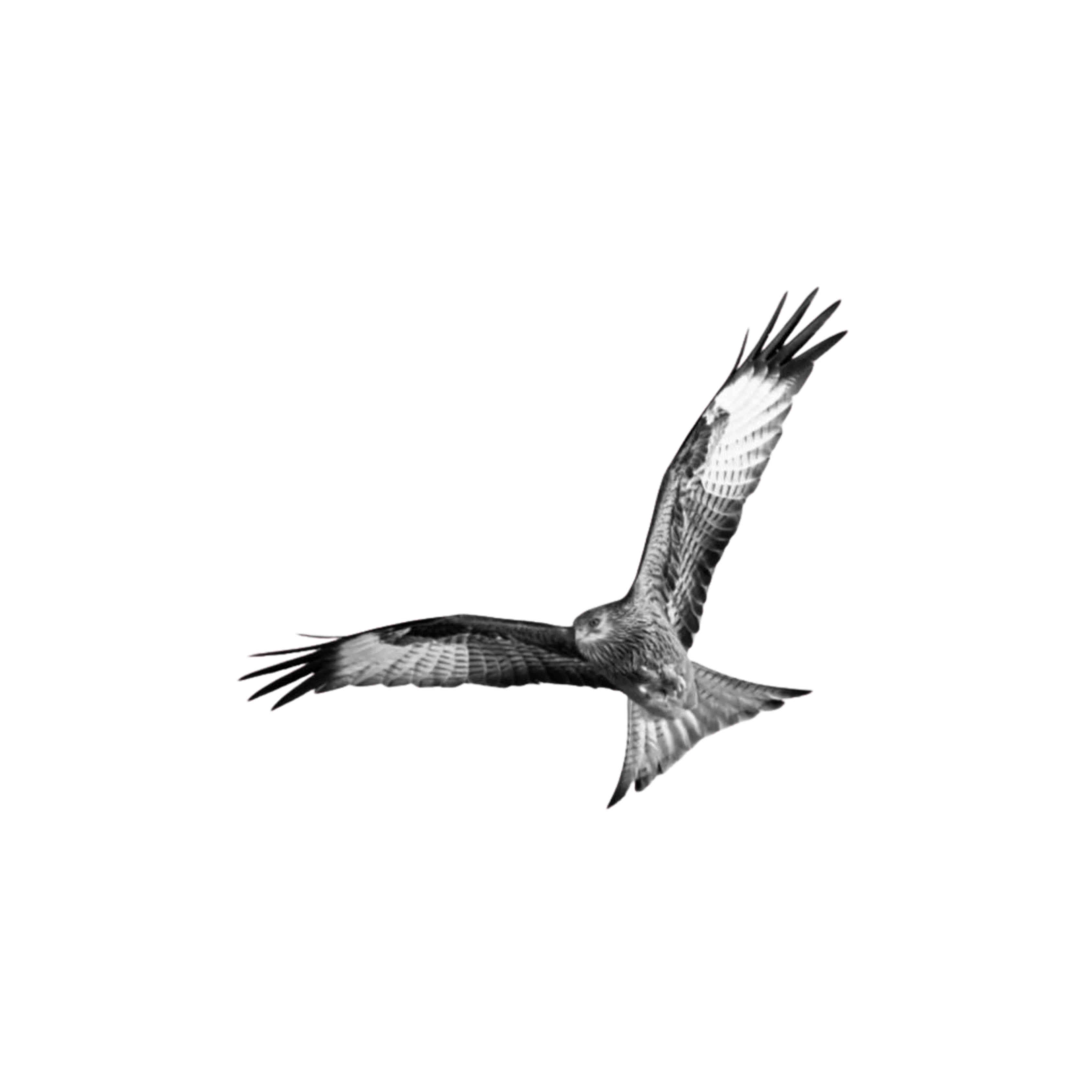 Swoop